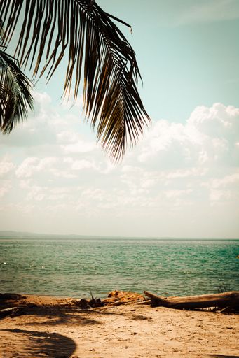 A beautiful vertical shot of hanging tropical palm tree branches with a calm seascape view