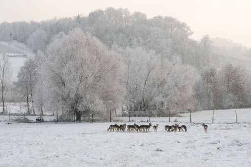 A beautiful winter scene with a group of European fallow deers (Dama dama) standing in the snow surrounded by high snow covered trees