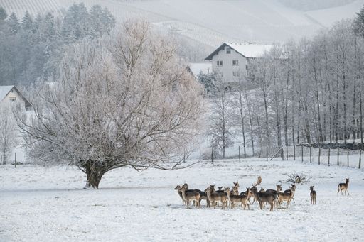 A beautiful winter scene with a group of European fallow deers (Dama dama) standing in the snow surrounded by trees and houses