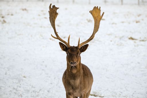 The gray and black European fallow deer (Dama dama) with horns stanging in the snow