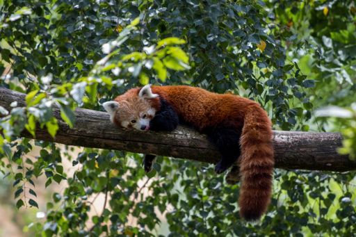 A red panda laying on a tree branch and enjoying its lazy day