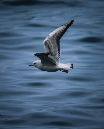 A vertical shot of a European herring gull flying over the sea - freedom concept