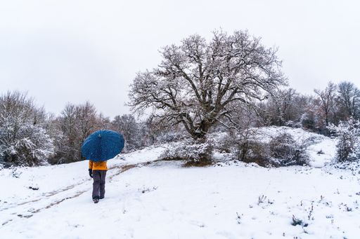 Young girl with a yellow jacket and an umbrella walking through the snow next to a tree. Snow in the town of Opakua near Vitoria in Araba, Basque Coun