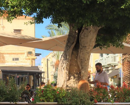 A restaurant under an old tree in the city of Haifa, Israel.