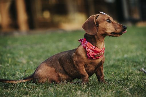 A side view of a cute brown dwarf dachshund with a stylish scarf on its neck playing in a park