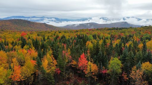 A forest with lots of trees and mountains in the background