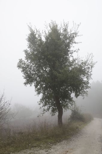 A beautiful view of a tree by the road on a foggy day