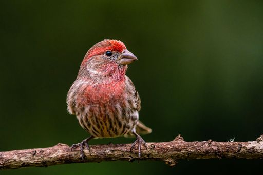 A house finch (Haemorhous mexicanus) atop a branch of a tree in its natural habitat
