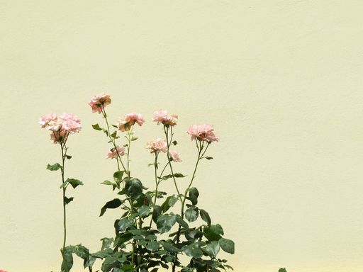 The blossomed light pink roses rising from green stems and leaves against the pastel colored wall