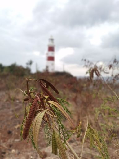 A vertical shot of River tamarind plant with a lighthouse in the blur background