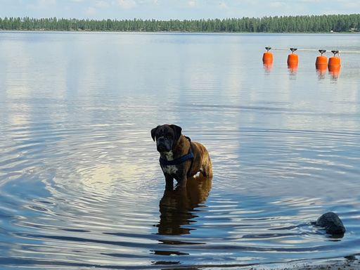 A brown boxer dog standing in the lake on the background of shoreline forest