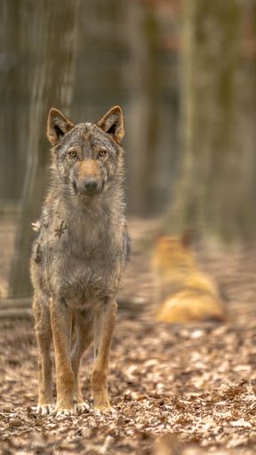 A vertical shot of a wolf in a forest