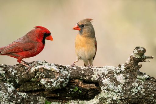 A close-up of a male and female Red cardinal (Cardinalis cardinalis) birds looking aside