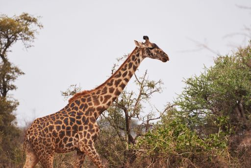 A beautiful portrait of a giraffe walking through the African savannah in Kenya, Masai Mara