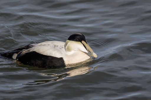 An Eider Duck male, Somateria mollissima, a large sea duck at the Barnegat Inlet, New Jersey