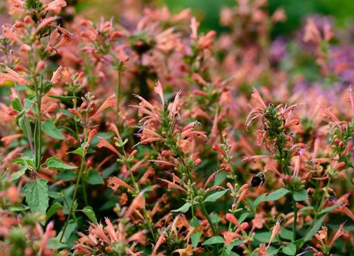 A closeup shot of Apricot Sprite Hyssop (Agastache aurantiaca) growing in the field