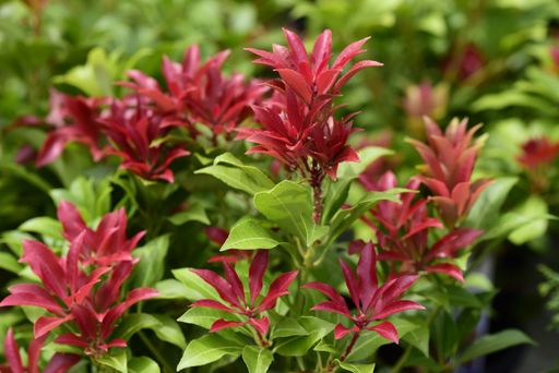 A closeup shot of winter flower heads of the Pieris japonica 'Mountain Fire' shrub