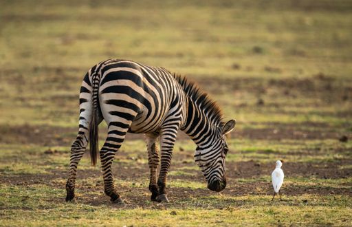 A selective focus shot of a grazing zebra and a a little white Cattle Egret standing next to it