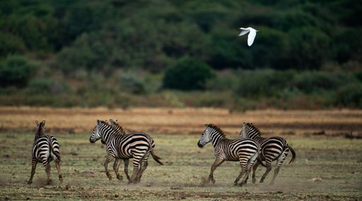 A group of Plain Zebras running together with a flying Cattle Egret