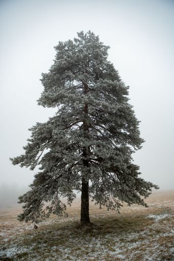 A vertical shot of an evergreen tree covered in a thin layer of snow.
