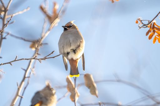 A Cedar Waxwing perched on a branch in winter with a blue sky in the background
