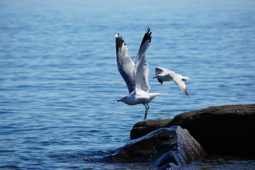 A beautiful shot of two white seagulls soaring over the blue water of Lake Superior