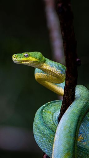 A vertical shot of a green snake curled on a tree branch