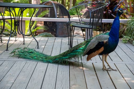 A closeup shot of a peacock wandering around a garden during the day