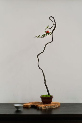 A vertical shot of a bonsai tree in a small pot