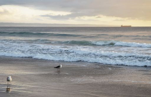 Two seagulls on the sandy beach being washed by the waves at sunset