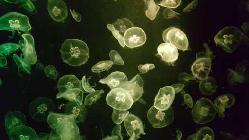 A closeup of jellyfish swimming in water