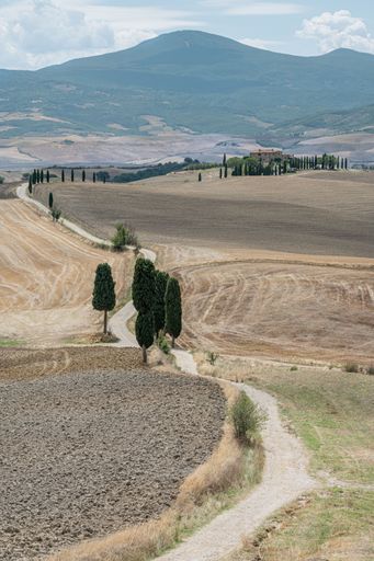 A vertical shot of a road leading through the beautiful fields of Tuscany during a sunny day