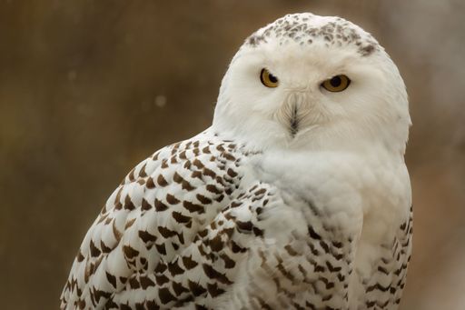 A closeup portrait of an owl on a blurry background