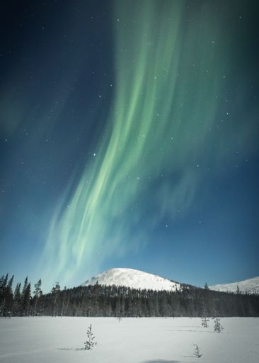 A vertical shot of the polar Aurora lights in the starry sky in the snowy forest in Lapland, Finland