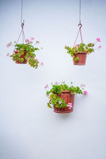 A closeup of pots with Ivy geranium pink flowers against a white wall