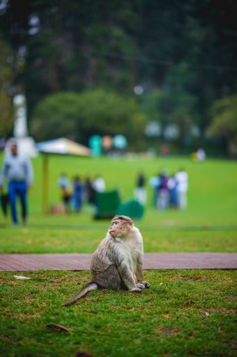 A Shallow focus of a monkey sitting on a green grass in a park