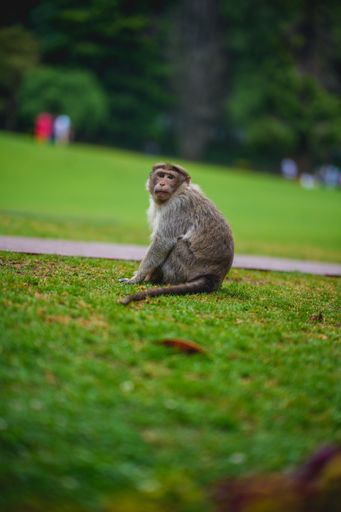 A Shallow focus of a monkey sitting on a green grass in a park