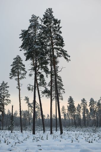 Christmas card. Snow covered trees in forest. Winter landscape with lots of snow