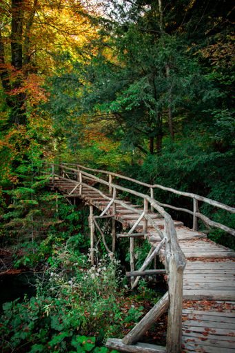 A beautiful view of a wooden bridge that goes through the trees in the forest on a fall day