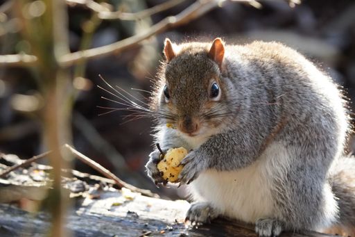 A closeup of eastern gray squirrel eating nuts in the woods on sunny day