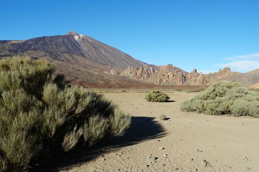 A beautiful shot of the plants growing in Mount Teide in Canary Islands, Spain