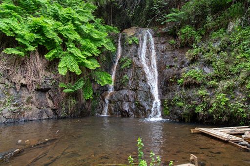 A beautiful waterfall flowing in a river surrounded by green plants in a forest