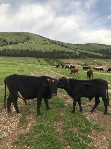 A vertical shot of a herd of cows grazing on the pasture with mountains in the background