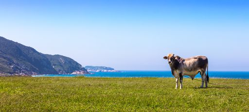 An ox grazing on the pasture by the sea in Brazil