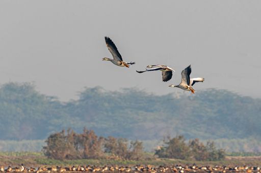 A scenic view of birds flying above a lake at sunset