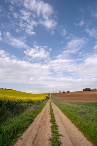a long dirt road, surrounded by cultivated fields, on one side a yellow flowering rapeseed plantation and on the other a plowed cereal field