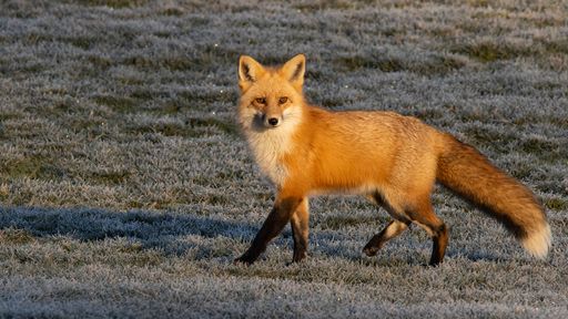 A scenic view of a red fox walking across a lush green field
