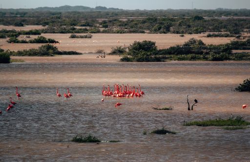A group of flamingos gathering around the sunlight