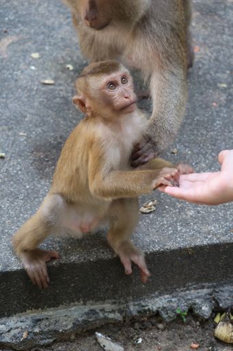 A baby monkey standing on its hind legs