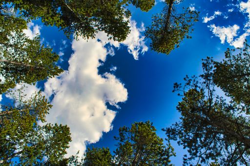 A low angle shot of trees against a blue cloudy sky